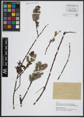 Foto von Salix atrocinerea Brot.